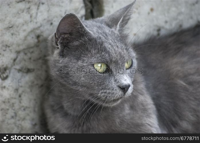 Grey cat head closeup at stone background