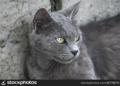 Grey cat head closeup at stone background