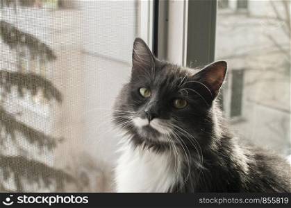 Grey cat looking through window mosquito net closeup
