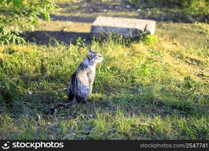 Grey cat sitting on the a summer mountain meadow