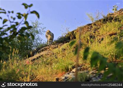 Grey cat walking over a summer mountains