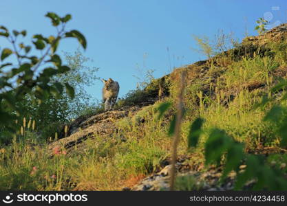 Grey cat walking over a summer mountains