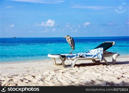 Grey Chiron on a sun lounger on the beach. Maldives Indian Ocean.