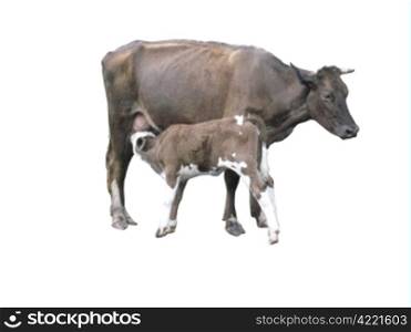 grey cow with calf on the white background