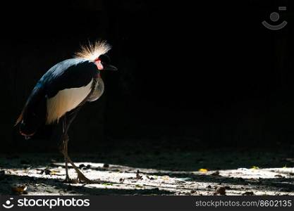 Grey crowned crane  Balearica regulorum  in dark background
