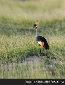 Grey Crowned Crane, Balearica regulorum, Masai Mara, Kenya, Africa