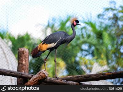 Grey crowned crane Gruiformes in cage zoo in the national park / Gruidae