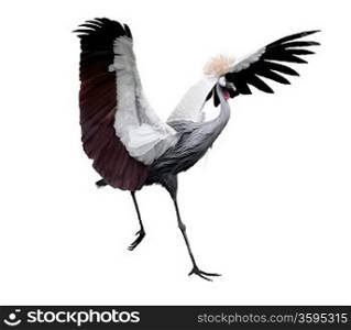 Grey Crowned Crane On White Background