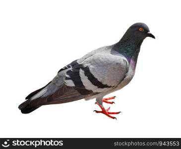 Grey dove, pigeon isolated on white background.