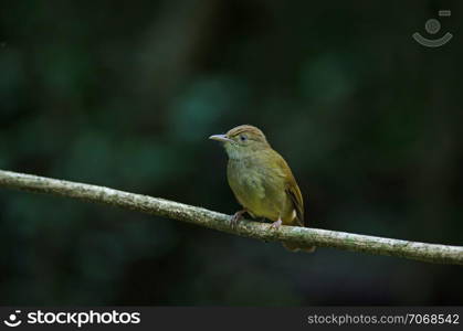 Grey-eyed Bulbul (Iole propinqua) on tree in nature Thailand