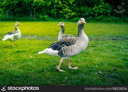 Grey geese walking around on a green lawn