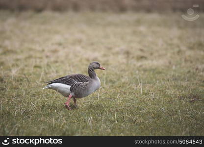 Grey goose walking on grass in the fall looking for food on a field