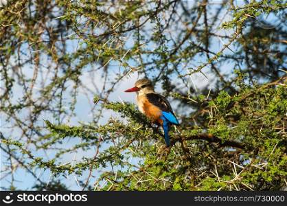 Grey-headed Kingfisher on an acacia branch in Samburu Park in central Kenya