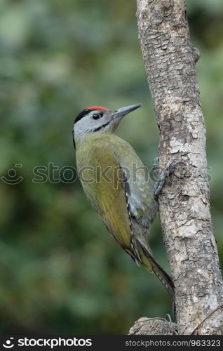 Grey headed woodpecker, male, Picus canus, Sattal, Nainital, Uttarakhand, India