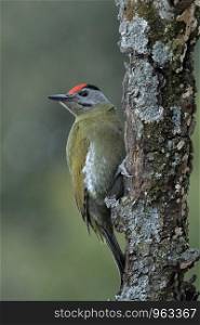 Grey headed woodpecker, male, Picus canus, Sattal, Nainital, Uttarakhand, India