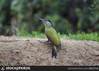 Grey headed woodpecker, Picus canus, Sattal, Nainital, Uttarakhand, India.