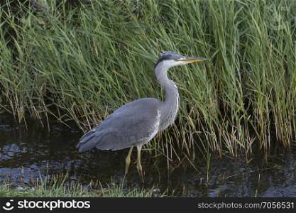 Grey Heron - Ardea cinerea - a long-legged predatory wading bird found throughout temperate Europe and Asia and also parts of Africa.