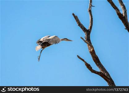 Grey Heron (Ardea cinerea) Approaching the Nest