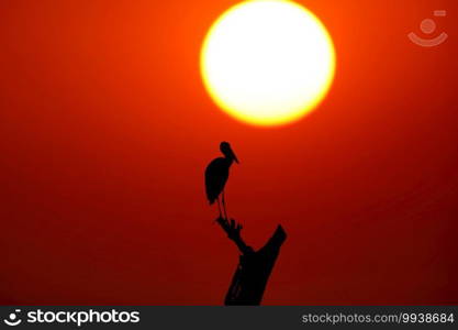 Grey Heron, Ardea cinerea, Bhigwan Wetlands, Maharashtra, India