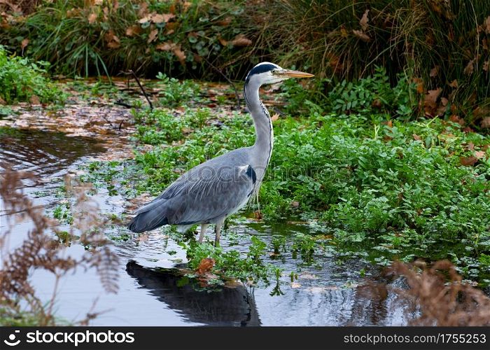 Grey heron, Ardea cinerea, hunting for food in shallow pond waters in London, UK