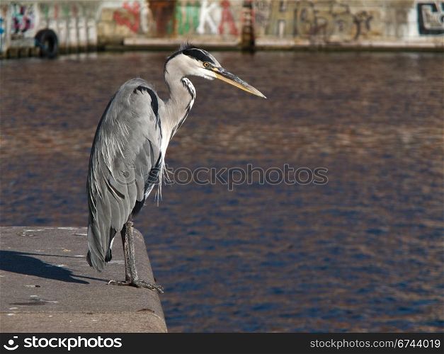 Grey Heron, Ardea cinerea in Harbor. A grey Heron sitting on a quay with water and graffity in the background