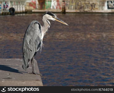 Grey Heron, Ardea cinerea in Harbor. A grey Heron sitting on a quay with water and graffity in the background