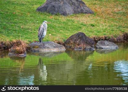 Grey heron (Ardea cinerea) on stone near water. Jeju island, South Korea. Grey heron Ardea cinerea on stone near water