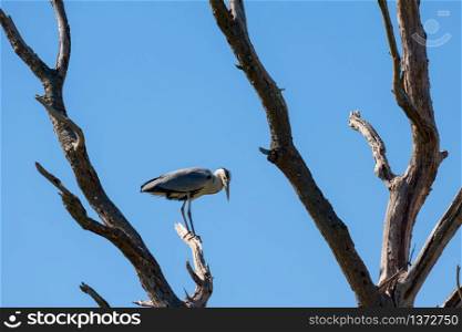 Grey Heron (ardea cinerea) perched on a dead tree