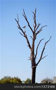 Grey Heron (Ardea cinerea) Perched on a Dead Tree