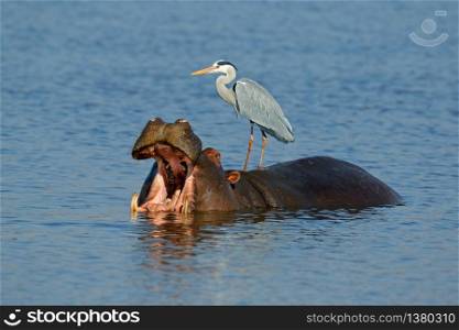 Grey heron (Ardea cinerea) standing on a hippo with gaping mouth, Kruger National Park, South Africa