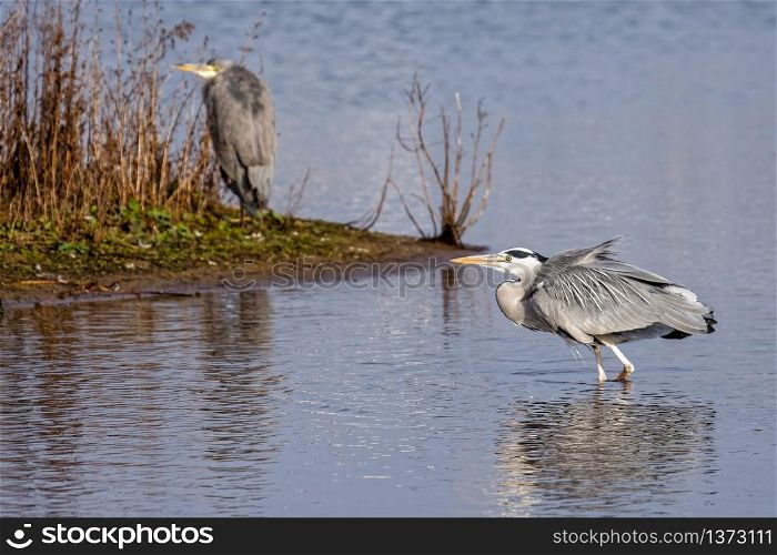 Grey Heron (Ardea cinerea) Walking in the Water