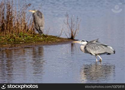 Grey Heron (Ardea cinerea) Walking in the Water