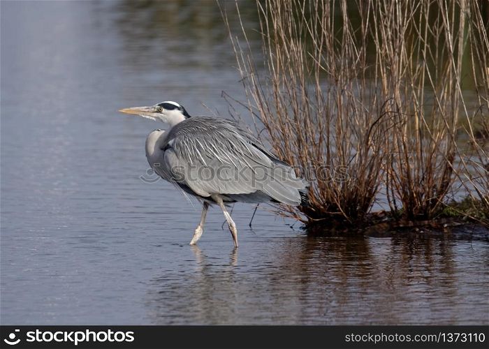 Grey Heron (Ardea cinerea) Walking into the Water