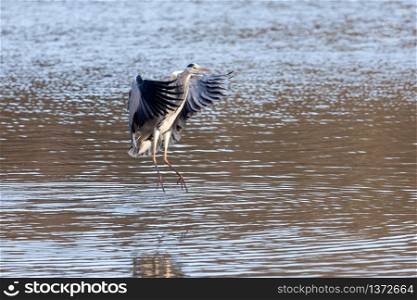Grey Heron Coming in to Land