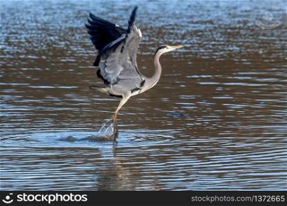 Grey Heron Coming in to Land