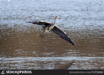 Grey Heron Coming in to Land at Warnham Nature Reserve