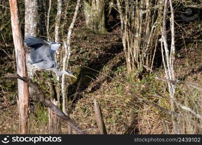 Grey Heron flying from a tree bathed in spring sunshine