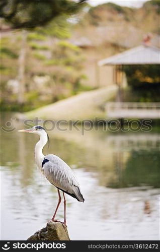 Grey Heron in Korakuen Garden in Okayama