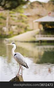 Grey Heron in Korakuen Garden in Okayama