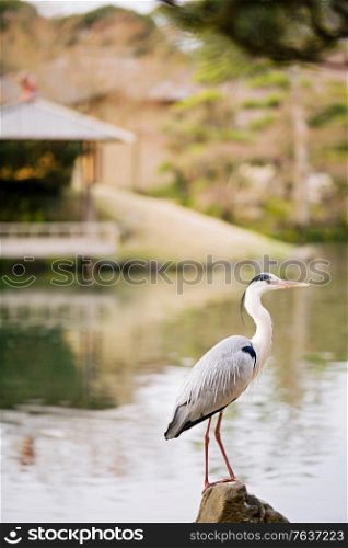 Grey Heron in Korakuen Garden in Okayama. Japanese Diary