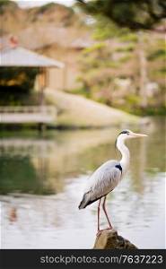 Grey Heron in Korakuen Garden in Okayama. Japanese Diary