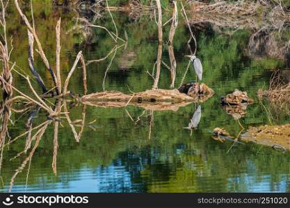 Grey heron (officially Ardea cinerea) beautifully reflected in Athalassa Lake in Cyprus on a beautiful sunny morning