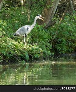 Grey Heron yawning with mouth open wide