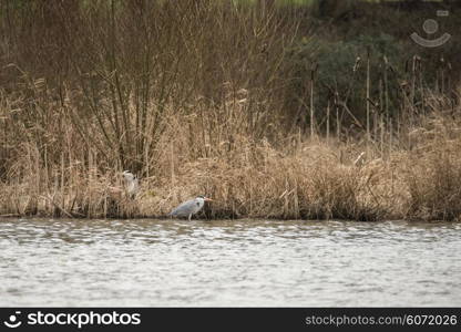 Grey herons nesting on river bank