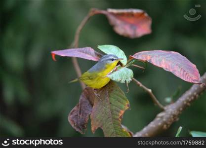 Grey hooded Warbler, Phylloscopus xanthoschistos, Nepal