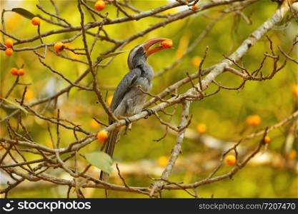 Grey hornbill, Ocyceros birostris, Dandeli, Karnataka, India