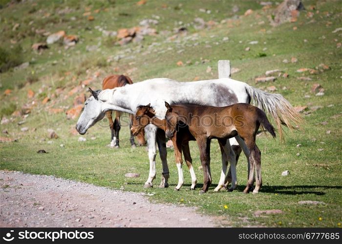 Grey horse and two foals on the grass