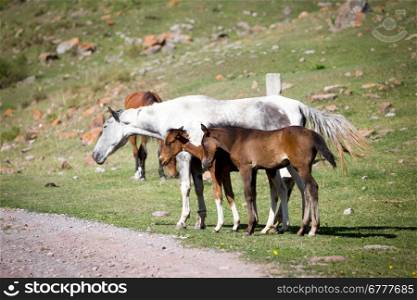 Grey horse and two foals on the grass