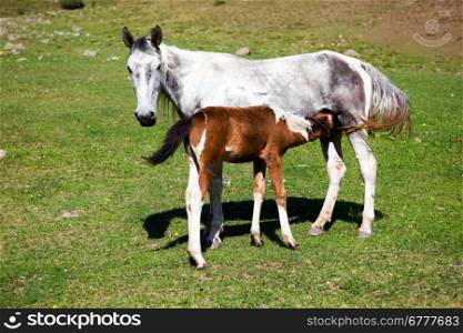 Grey horse feeding skewbald colt