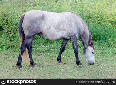 Grey Horse in a meadow with trees grazing